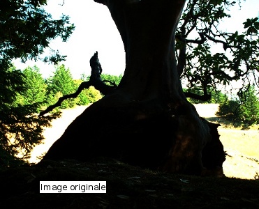 Tree HDR Image